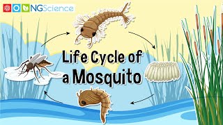 Life Cycle of a Mosquito [upl. by Atikcir]