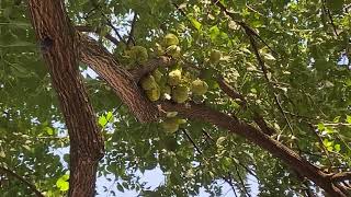 Maclura pomifera Osageorange [upl. by Ahsitam]