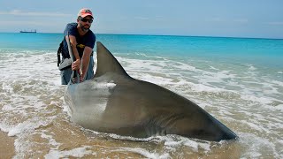 This MASSIVE Shark Tried to Eat Other Sharks at the Beach [upl. by Linn]