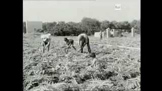 Piatti tipici pugliesi  Sapori di Puglia 1967  Rai Storia [upl. by Vanthe363]