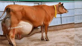 World Best Jersey Cattle Breed ll 74 Litter Milk ll Pure Jersey Cows ki Pehchan ll Zaaiberg Jerseys [upl. by Swihart504]