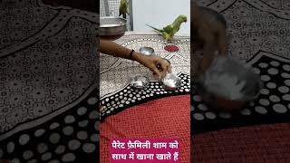 पैरेट फैमिली रोज शाम को साथ में खाना खाते हैं petbird parrotsinging talkingbird subscribe [upl. by Yrotciv]