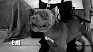 AMERICAN BULLY KENNEL  OFFROAD KENNELS [upl. by Natfa]