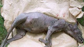 Montauk Monster The TRUTH [upl. by Jo Ann]