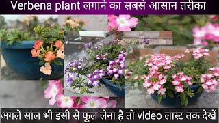 How to grow verbena flower plant  Verbena caring tips and save for nex year  verbena [upl. by Noramac]