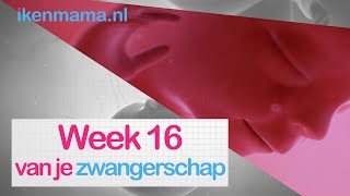 16 weken zwanger  ikenmamanl [upl. by Gunzburg]