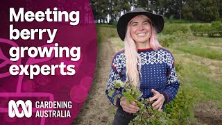 Visiting a multigeneration berry farm in Tasmania  Discovery  Gardening Australia [upl. by Norma]