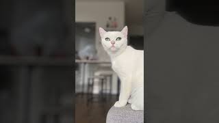 British Shorthair Cat Spotlight Meet Aloushé [upl. by Rotow206]