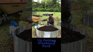 Up Potting Blueberry Bush garden gardening [upl. by Eemia]