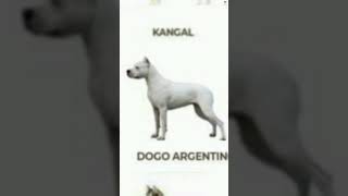 Dogo Argentino vs Tibetan mastif dogs behavior and body language dog viral ytshortsn new shorts [upl. by Netsirhc]