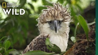 Watch an Endangered Philippine Eagle Chick Grow Up in Rare Video  Nat Geo Wild [upl. by Hsaka]