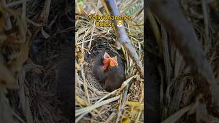 Stunning Yellowhammer Nest with 3 Chicks in the UK 2024  birdnesting birds birdnest britishbird [upl. by Nnayecats]