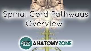 Spinal PathwaysTracts  Part 2  Ascending and Descending Tracts Overview  Anatomy Tutorial [upl. by Moclam446]