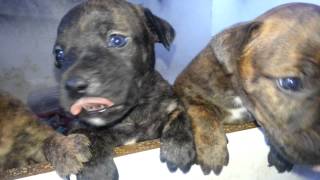 Staffy puppies 4 weeks old [upl. by Silber]