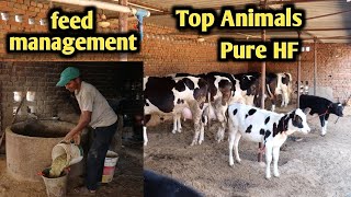 Top Hf cows feed management  Hf cow dairy farm in India  Dairy farming [upl. by Hellman]