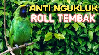 CUCAK IJO ROLL TEMBAKANTI NGUKLUK BIAR EMOSI DAN BONGKAR ISIAN COCOK UNTUK PANCINGAN IJO BAHAN [upl. by Abihsat662]