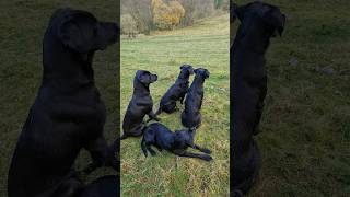 Labrador Retrievers sitting steady while picking up on a Driven Pheasant Shoot Gundog [upl. by Rebe]