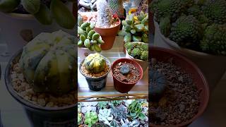 Astrophytum Asterias variegated and super Kabuto [upl. by Animlehliw975]