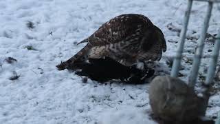 HønsehaukGoshawk [upl. by Farwell]