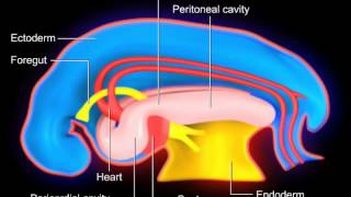 Body Cavities [upl. by Ferde]