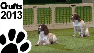 Gundog Display  Adrian and Caroline Slater  Kipperidge Gundogs  Crufts 2013 [upl. by Grissom]