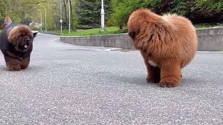 Tibetan mastiff puppies [upl. by Gnouhc]