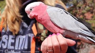 Galah vs Raven Round Two  Opal the Galah [upl. by Ardeed]