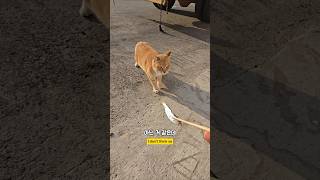 펀치쥬니어가 왔다고 아인거 같은데 남해 cat 고양이 길고양이 펀치 [upl. by Anirtruc]