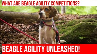 Beagle Agility A Spectators Guide and Tips [upl. by Ertha]