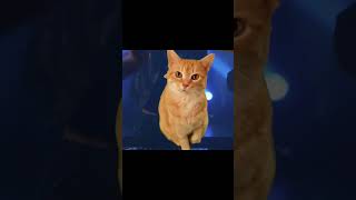 Crumpy Monster girlfriend at the club funny puppet cat comedy catvideo [upl. by Ettennaj]