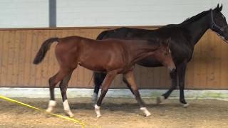 Baron PKZCornet Obolensky filly  03 2017 for sale [upl. by Htebazileyram]