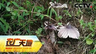 《农广天地》 20180411 秘境中的鸡枞菌和保山黑猪  CCTV农业 [upl. by Hasin178]