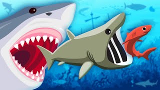 Lets Learn About Sharks  Shark Song For Kids  KLT [upl. by Aratehs]