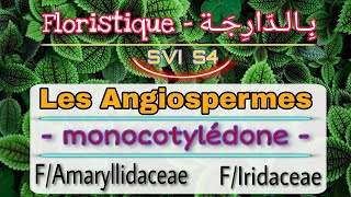 6 Les Angiospermes  monocotylédones  floristique بالدارجة Svi s4 [upl. by Okeim]