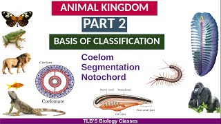 Animal KingdomPart 2Basis of ClassificationCoelomSegmentationNotochordClass 11ZoologyBiju TL [upl. by Ahsiema776]