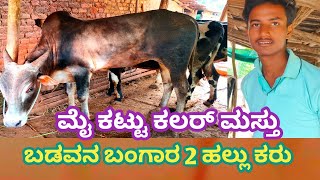 ಎರಡು ಹಲ್ಲಿನ ಕರು two teeth calf good grouth [upl. by Ilatfen]