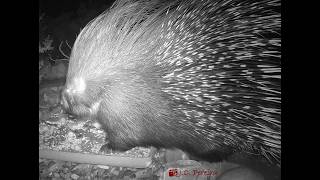 Porcupines and Their Quills Natures Intriguing Warning System [upl. by Aniham]