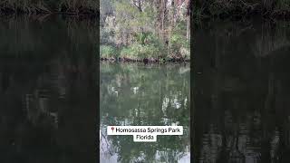 Homosassa Springs Wildlife State Park Florida [upl. by Anirbas]