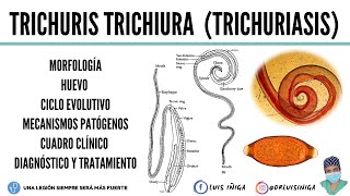 Trichuris trichiura Morfología Ciclo de vida Patogenia Clínica Diagnóstico Tratamiento [upl. by Sulecram]