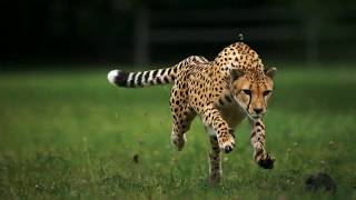 Cheetah Running In Slow Motion [upl. by Genia]