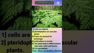 Difference between Bryophytes and pteridophytes [upl. by Cyn]