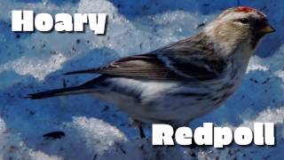 Hoary Redpoll [upl. by Feliza]