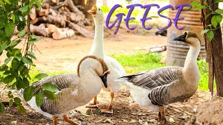 Goose Sounds  The Sound a Goose Makes [upl. by Unni457]