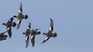 Duck flighting in East Yorkshire [upl. by Ylrac]