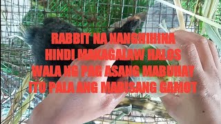 RABBIT l NANGHIHINA I HINDI MAKAKAIN AT HINDI MAKATAYO ITO ANG NATURAL NA GAMOT [upl. by Mallis994]