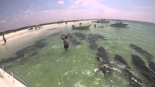 Herd of Manatees Memorial Day 2014 [upl. by Cleopatra]