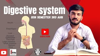 Digestive system anatomy and physiologyFunction of digestive system in human body for KMU students [upl. by Aihtyc]