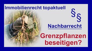 Grenzpflanzen beseitigen  Thuja Hecke an der Grundstücksgrenze  Tutorial [upl. by Richella]