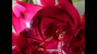 Fuchsia Flower Poem [upl. by Erret]