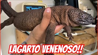 ULTRASONIDOS A LAGARTOS VENENOSOS HELODERMA ALVAREZI 🐍🐲 [upl. by Lucy311]